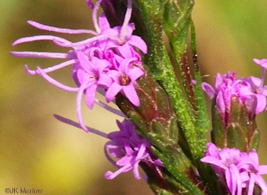 image of Liatris pilosa, Grassleaf Blazing-star, Shaggy Blazing-star