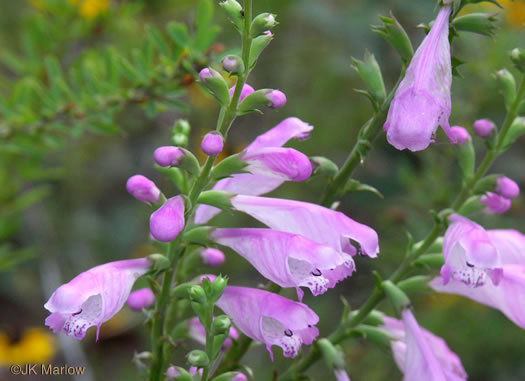 image of Physostegia virginiana ssp. praemorsa, Southern Obedient-plant