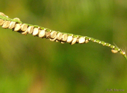 image of Paspalum floridanum, Florida Paspalum, Big Paspalum