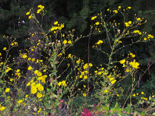 image of Heterotheca subaxillaris, Camphorweed