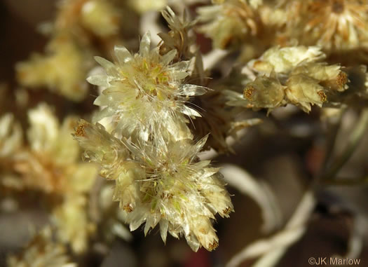 image of Pseudognaphalium obtusifolium, Fragrant Rabbit-tobacco, Eastern Rabbit-tobacco, Sweet Everlasting, Catfoot