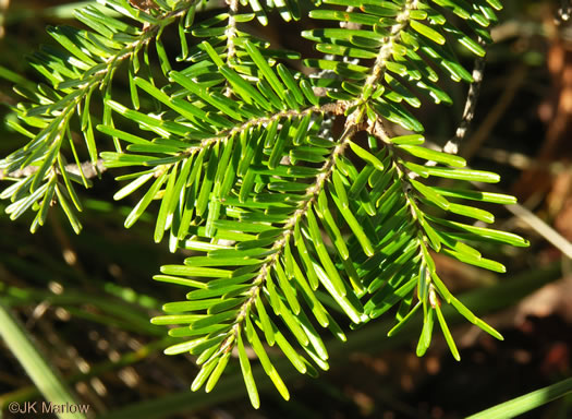 image of Abies fraseri, Fraser Fir, She Balsam, Southern Balsam