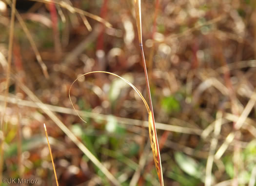 image of Sporobolus clandestinus, Rough Dropseed