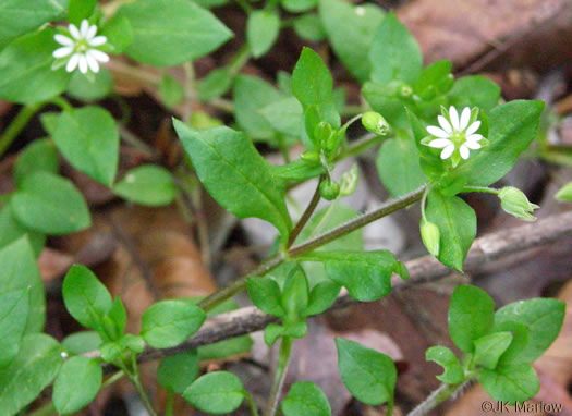 image of Stellaria media, Common Chickweed