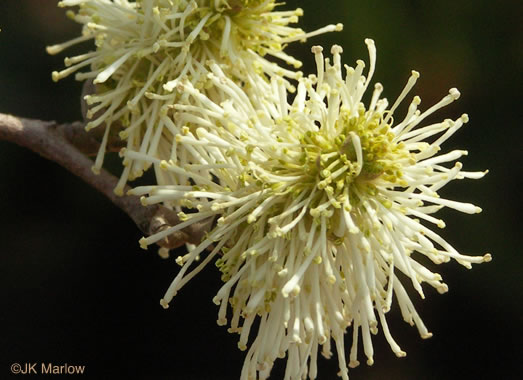 image of Fothergilla gardenii, Coastal Witch-alder, Pocosin Witch-alder, Dwarf Witch-alder, Fothergilla