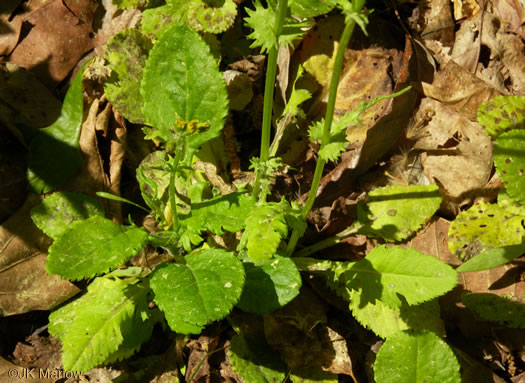 image of Packera obovata, Roundleaf Ragwort, Roundleaf Groundsel, Spatulate-leaved Ragwort, Running Ragwort