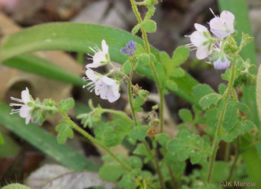 image of Phacelia dubia var. dubia, Appalachian Phacelia, Smallflower Phacelia, Small-flowered Scorpion Weed