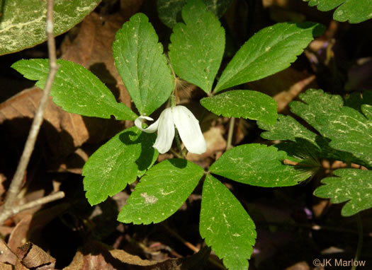 image of Anemone lancifolia, Mountain Anemone, Lanceleaf Anemone