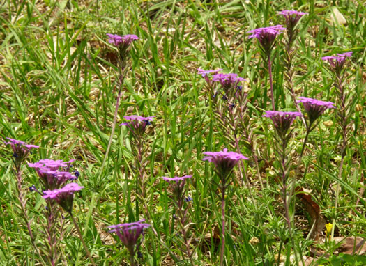 image of Glandularia aristigera, Moss Vervain, South American Vervain, Moss Verbena