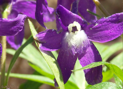 image of Delphinium tricorne, Dwarf Larkspur