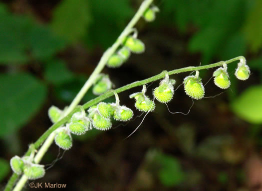 image of Andersonglossum virginianum, Southern Wild Comfrey, Southern Hound’s-tongue