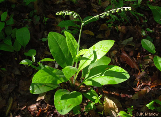 image of Andersonglossum virginianum, Southern Wild Comfrey, Southern Hound’s-tongue