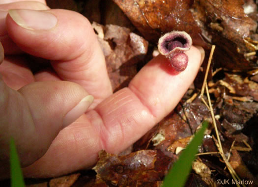 image of Endodeca serpentaria, Turpentine-root, Virginia Snakeroot, Serpent Birthwort