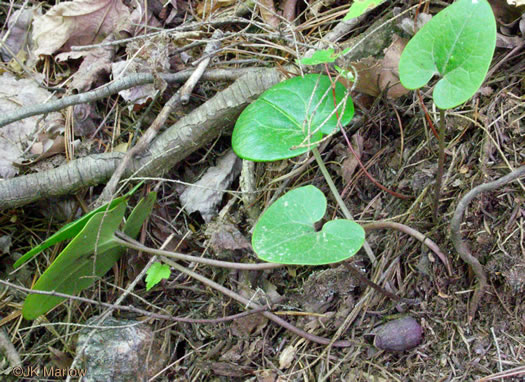 image of Hexastylis rhombiformis, French Broad Heartleaf, Carolina Heartleaf