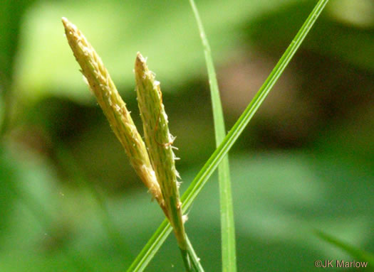 image of Carex woodii, Wood's Sedge, Pretty Sedge