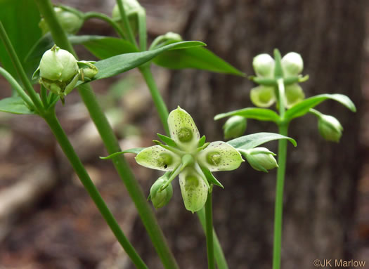 image of Frasera caroliniensis, American Columbo