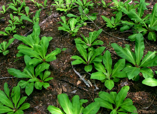 image of Frasera caroliniensis, American Columbo