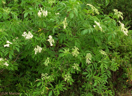 image of Sambucus canadensis, Common Elderberry, American Elder