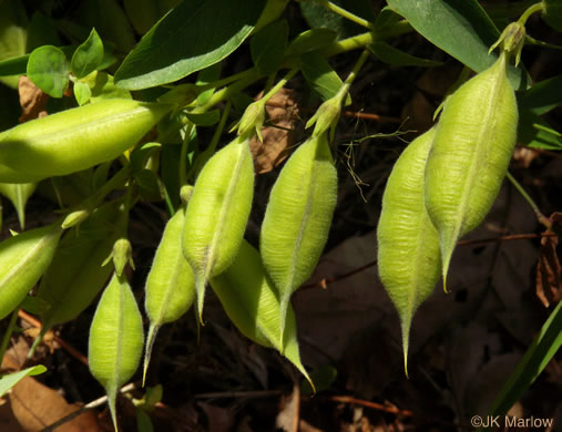 image of Baptisia bracteata, Creamy Wild Indigo