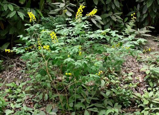 image of Thermopsis fraxinifolia, Ashleaf Golden-banner