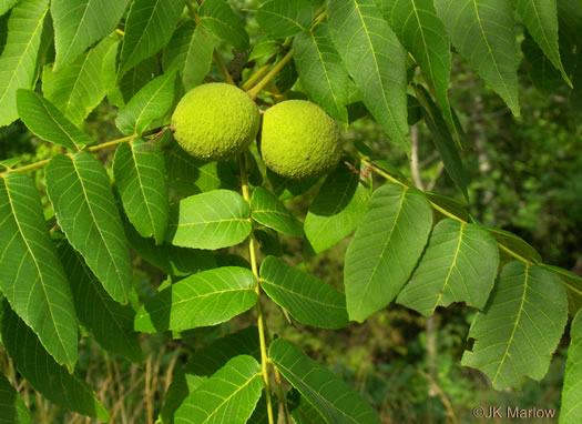 image of Juglans nigra, Black Walnut