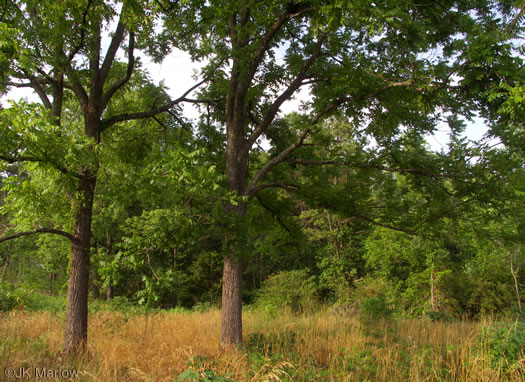 image of Juglans nigra, Black Walnut