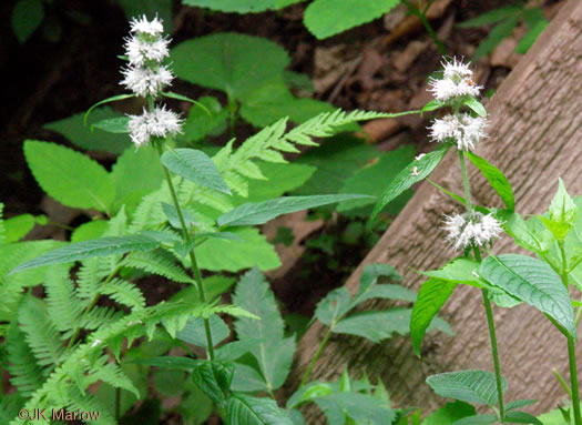 image of Blephilia hirsuta, Hairy Woodmint