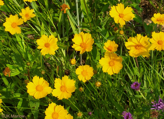 image of Coreopsis lanceolata, Lanceleaf Coreopsis, Longstalk Coreopsis, Lanceleaf Tickseed