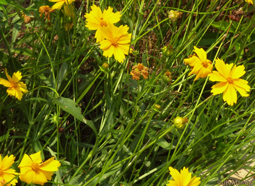 image of Coreopsis lanceolata, Lanceleaf Coreopsis, Longstalk Coreopsis, Lanceleaf Tickseed