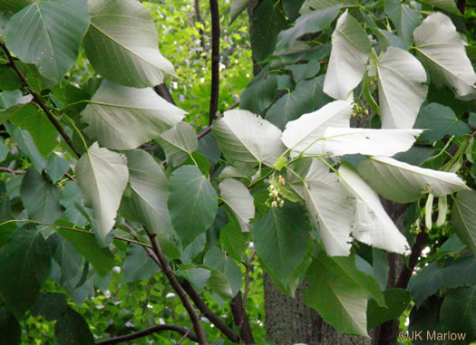 image of Tilia americana var. heterophylla, Mountain Basswood, White Basswood