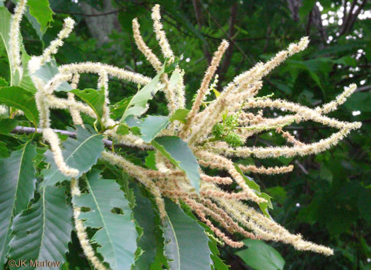 image of Castanea dentata, American Chestnut