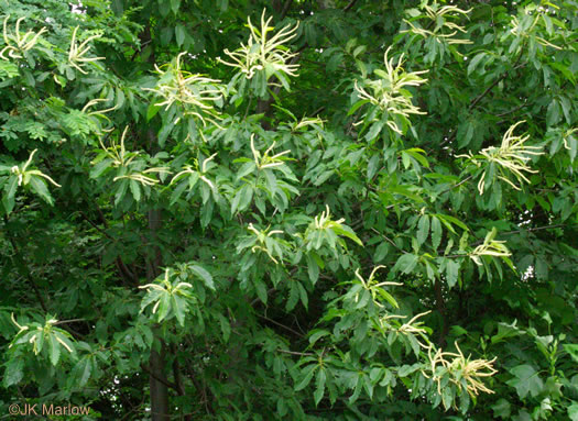 image of Castanea dentata, American Chestnut