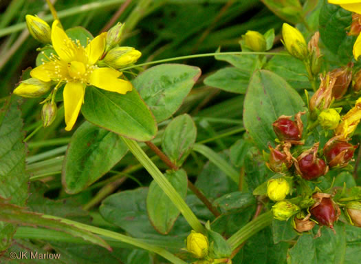 image of Hypericum graveolens, Mountain St. Johnswort