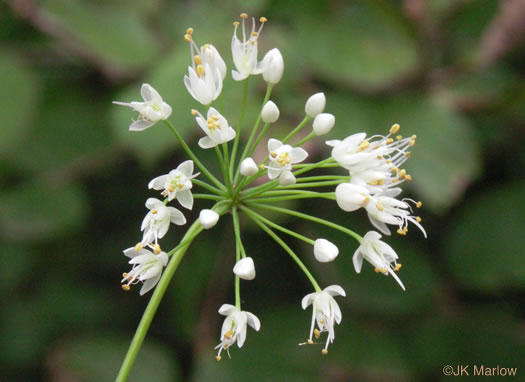 image of Allium cernuum, Nodding Onion, Nodding Wild Onion