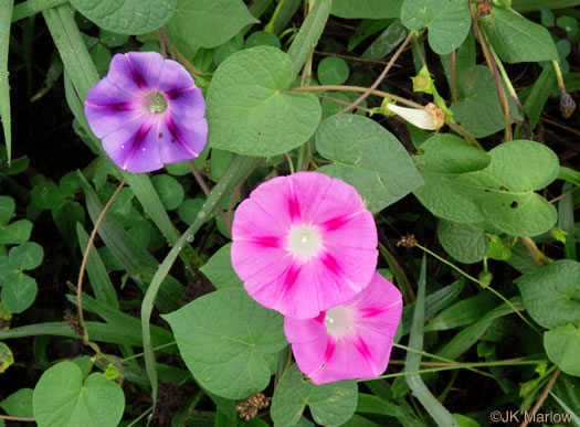 image of Ipomoea purpurea, Common Morning Glory