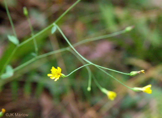 image of Hieracium paniculatum, Leafy Hawkweed, Panicled Hawkweed, Allegheny Hawkweed