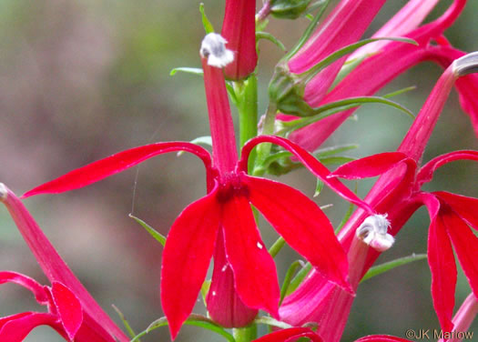 image of Lobelia cardinalis var. cardinalis, Cardinal Flower