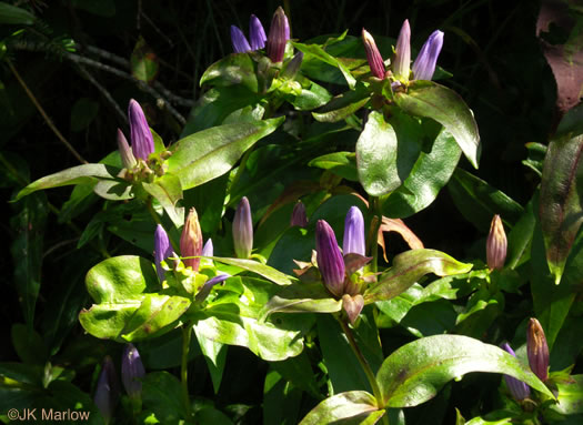 image of Gentiana clausa, Meadow Closed Gentian, Meadow Bottle Gentian