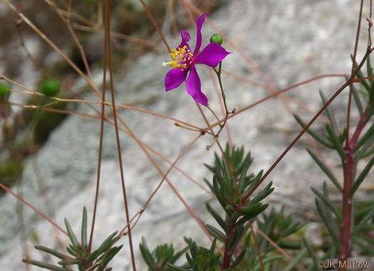 image of Phemeranthus mengesii, Menges' Fameflower, Large-flowered Fameflower, Menges' Rock-pink, Large-flowered Rock-pink