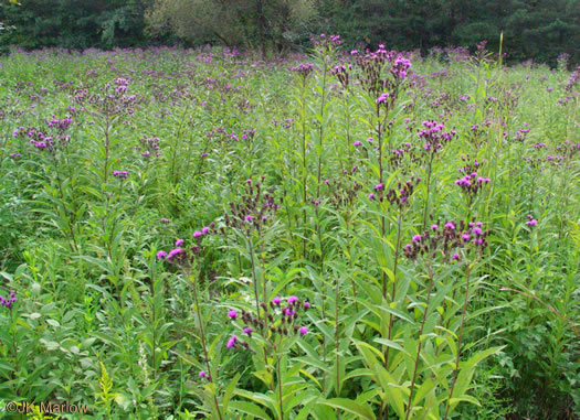 image of Vernonia noveboracensis, New York Ironweed