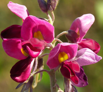 Pueraria montana var. lobata