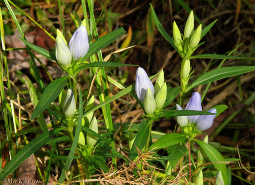 image of Gentiana saponaria, Soapwort Gentian, Harvestbells