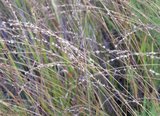 image of Chasmanthium sessiliflorum var. sessiliflorum, Longleaf Woodoats, Longleaf Spikegrass, Upland Oats