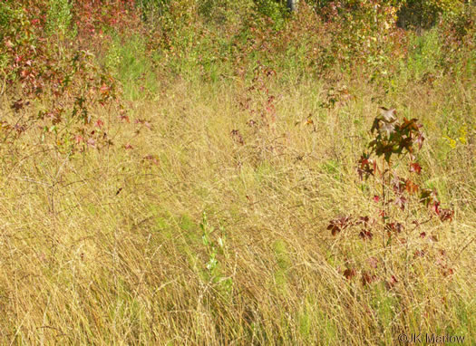 image of Chasmanthium sessiliflorum var. sessiliflorum, Longleaf Woodoats, Longleaf Spikegrass, Upland Oats