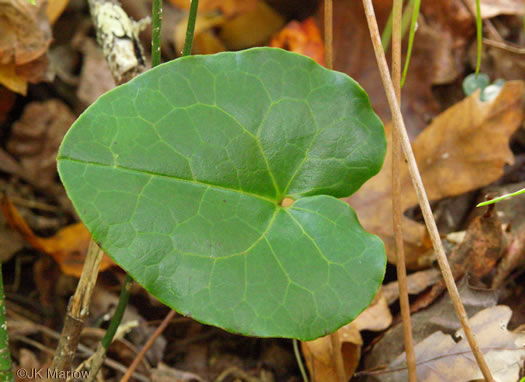 image of Hexastylis heterophylla, Variable-leaf Heartleaf