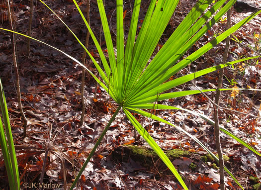 Sabal minor, Dwarf Palmetto, Bush Palmetto, Dwarf Blue Palmetto, Bluestem Palmetto