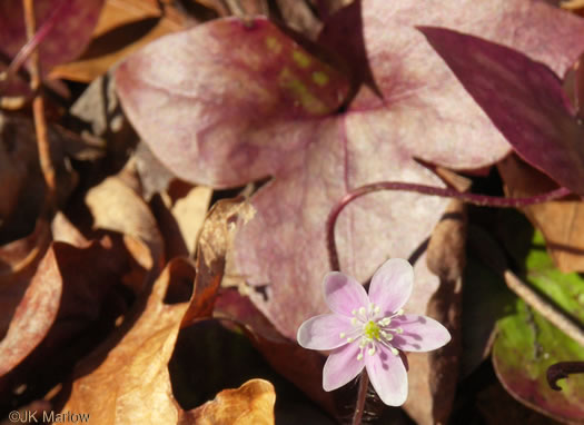 image of Hepatica acutiloba, Sharp-lobed Hepatica, Sharp-lobed Liverleaf