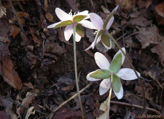 image of Hepatica acutiloba, Sharp-lobed Hepatica, Sharp-lobed Liverleaf