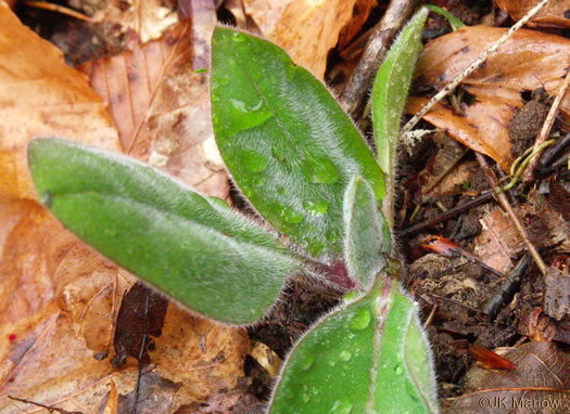 image of Andersonglossum virginianum, Southern Wild Comfrey, Southern Hound’s-tongue