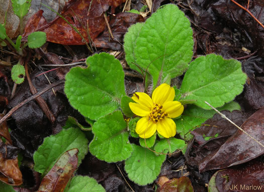 image of Chrysogonum repens, Carolina Green-and-gold